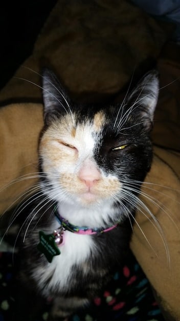 The Silent Killer: Recognizing and Managing Arthritis Pain in Senior Cats
