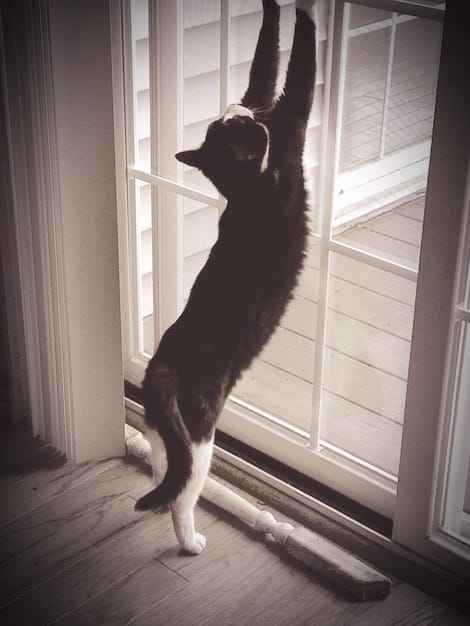 A medium shot of a senior cat attempting to jump onto a window sill, but stopping halfway, looking hesitant and uncomfortable. The cat's body language shows a reluctance to complete the jump, with its tail slightly lowered. The window sill is at an average height, and the room has natural light.
