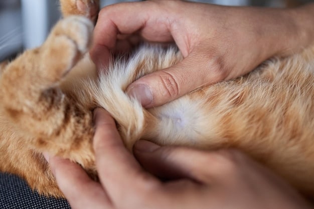 A close-up of a veterinarian's hands gently examining the leg joint of a senior cat. The cat is lying calmly on the examination table, and the veterinarian is focused on carefully feeling the joint for any signs of swelling or discomfort. The lighting is bright and clinical.