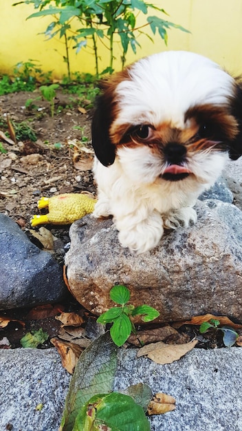 Protect Your Puppy: A Comprehensive Guide to Parvo and Distemper