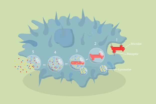 A detailed illustration showing the life cycle and transmission routes of the canine parvovirus, including how it infects cells, replicates, and spreads through fecal matter and contaminated surfaces.