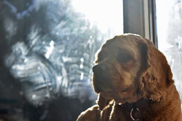 Is Your Pet Coughing? Causes, Treatment & Prevention of Kennel Cough