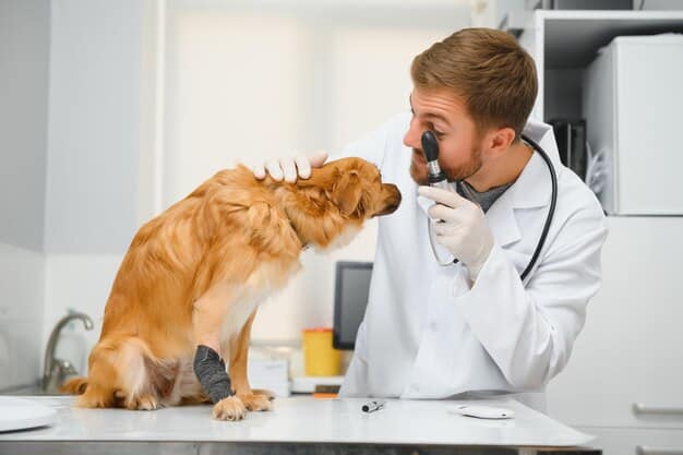 A veterinarian examining a dog's throat with a stethoscope. The vet is wearing a lab coat, and the dog is calmly sitting on the examination table. The focus is on the vet's hands and the dog's neck area.