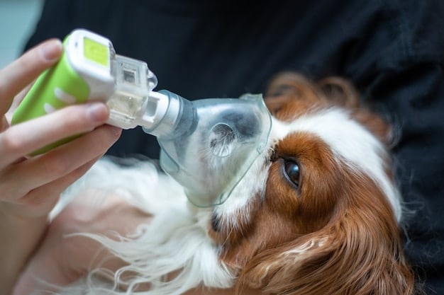 A dog receiving nebulizer treatment with a clear mask over its face. The nebulizer machine is visible in the background, with vapor flowing into the mask. The dog appears calm and relaxed during the treatment.