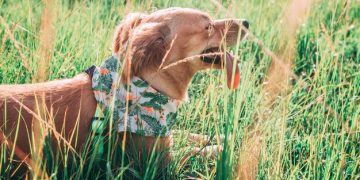 The Ultimate Guide: Flea and Tick Prevention for Pets This Summer - Cover Image