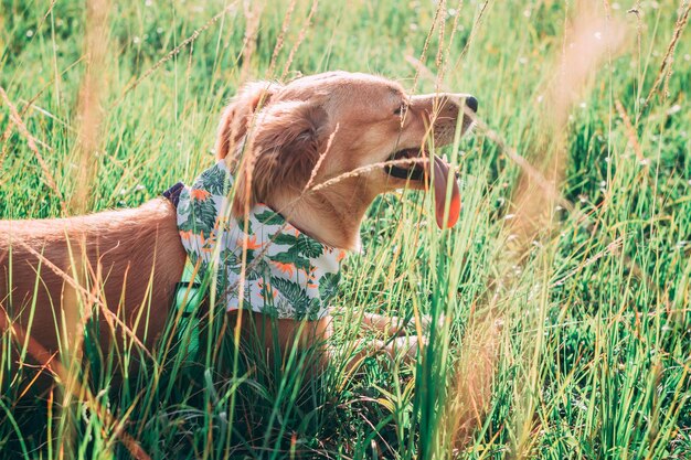 The Ultimate Guide: Flea and Tick Prevention for Pets This Summer