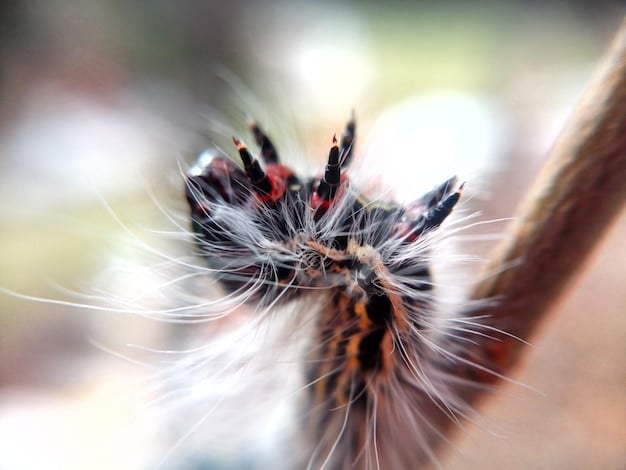 A close-up shot of a tick attached to a dog's ear. The tick is engorged with blood. The dog's fur is visible around the tick. The image highlights the parasite and its potential location on a pet.