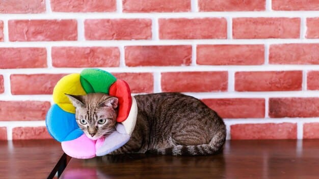 A cat wearing a flea collar lying comfortably on a pet bed. The setting is a bright and clean living room. The image emphasizes a combination of comfort and pest prevention.