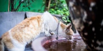 Is Your Cat Drinking Enough? Tips to Increase Hydration & Prevent Issues - Cover Image