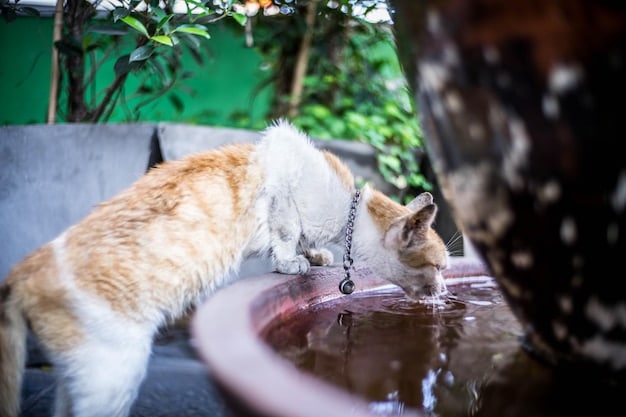 Is Your Cat Drinking Enough? Tips to Increase Hydration & Prevent Issues