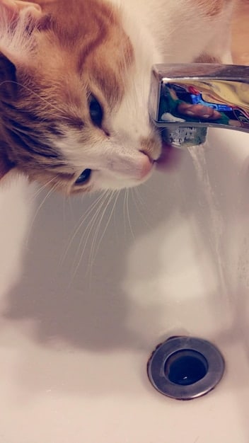 A long-haired cat being gently bathed in a sink with lukewarm water. The owner is using a cup to pour water over the cat's back, avoiding the face, while speaking calmly to reassure the cat.