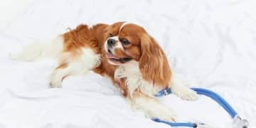 Spotting & Treating Early Dog Arthritis: 2025 Update - Cover Image