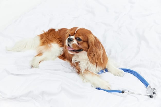 Spotting & Treating Early Dog Arthritis: 2025 Update