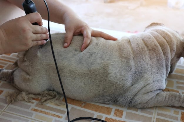 A dog receiving acupuncture treatment for arthritis. Needles are gently inserted into specific points on the dog's body, with a calm and relaxed expression on its face. The veterinarian is carefully monitoring the treatment, creating a therapeutic environment.