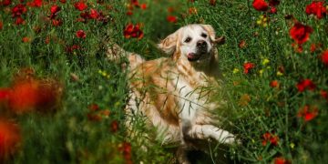 New Research: Daily Exercise Extends Dog Lifespan & Improves Quality of Life - Cover Image