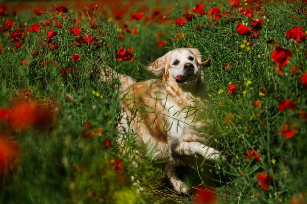 New Research: Daily Exercise Extends Dog Lifespan & Improves Quality of Life