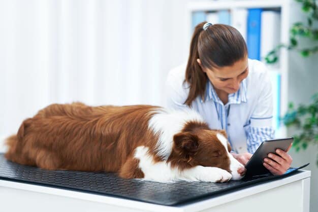 A veterinarian examining a senior dog during a check-up. The dog is lying comfortably on the examination table, and the veterinarian is gently palpating the dog's joints to assess mobility. The background is a bright and clean veterinary clinic.