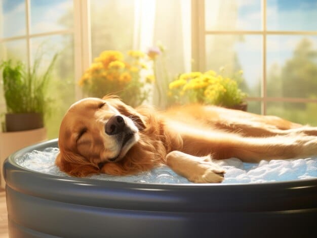 Protect Your Pet From Heatstroke: Essential Summer Safety Tips