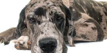 Dog Bloat: Is Your Breed at Risk? Signs & Prevention Tips - Cover Image
