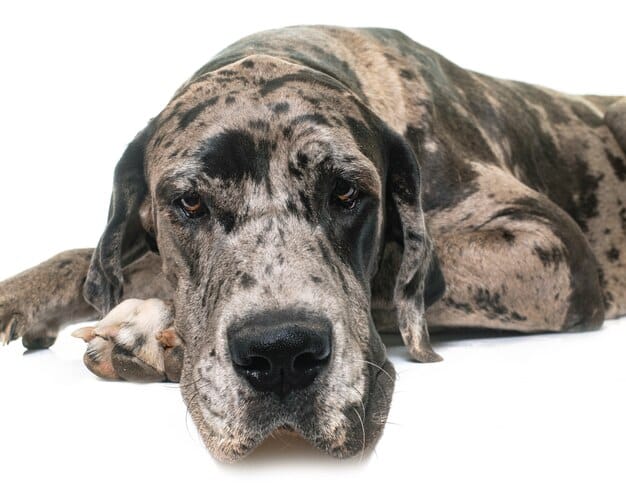 Dog Bloat: Is Your Breed at Risk? Signs & Prevention Tips