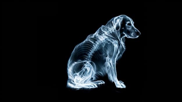 An X-ray image of a dog's abdomen, clearly showing a distended and twisted stomach, indicative of GDV. The image should be medically accurate and visually distinct, highlighting the severity of the condition.
