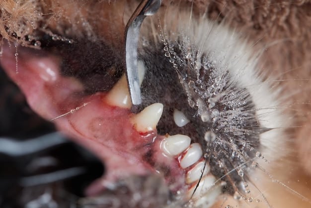 A close-up of a dog's mouth showing severe tartar buildup on the teeth, inflamed gums, and signs of periodontal disease. The photo highlights the importance of regular dental cleanings.