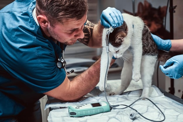 A veterinarian performing a dental cleaning on a cat under anesthesia. The vet is using specialized tools to remove tartar and plaque from the cat's teeth, with monitoring equipment visible in the background.