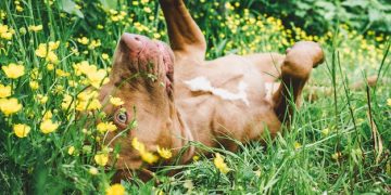 Understanding & Managing Pet Allergies: Effective Strategies - Cover Image