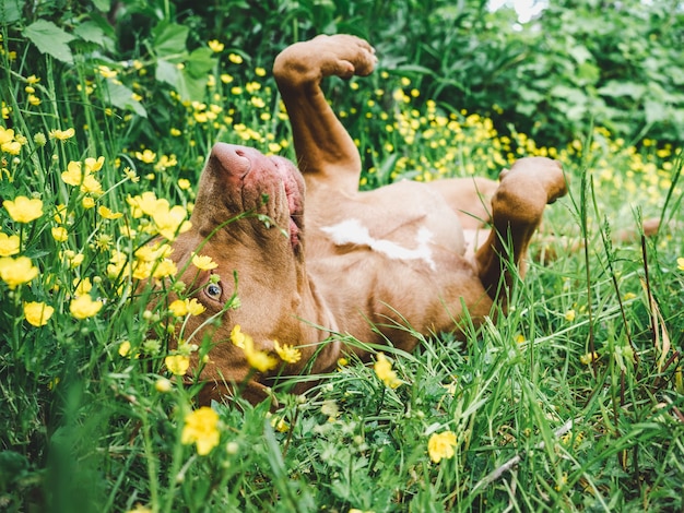 Understanding & Managing Pet Allergies: Effective Strategies