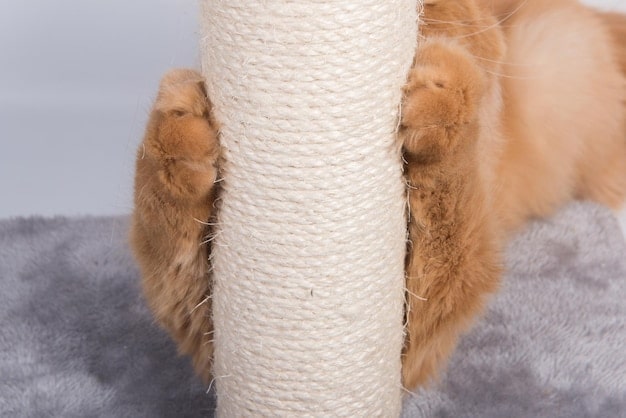 A close-up of a cat's paws as it enthusiastically scratches a sisal-covered scratching post. The cat's claws are extended, and its body is stretched, conveying the satisfaction of the scratching action.