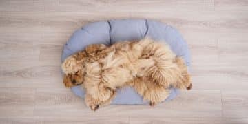 Puppy Proofing Your Home: The Complete Safety Guide - Cover Image