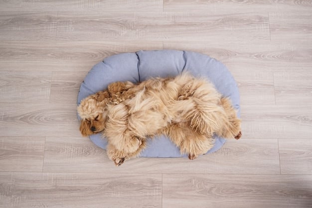 Puppy Proofing Your Home: The Complete Safety Guide