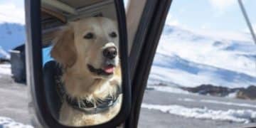 Traveling with Pets: Your 2025 Stress-Free Journey Checklist - Cover Image