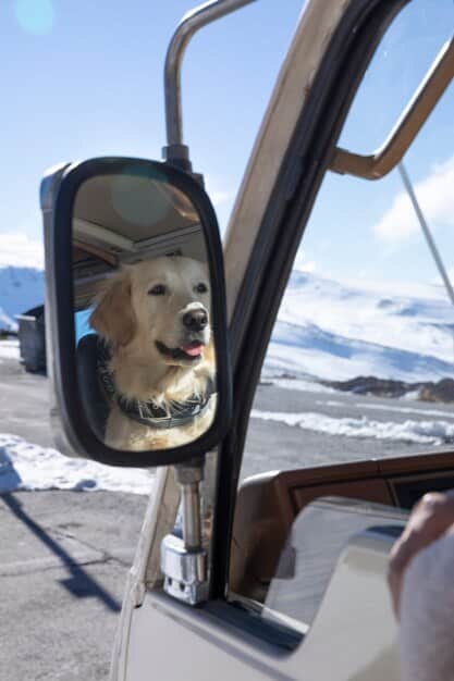 Traveling with Pets: Your 2025 Stress-Free Journey Checklist