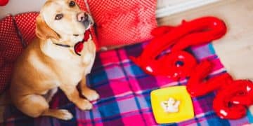 Unlock Your Pet's Potential: The Benefits of Puzzle Toys - Cover Image
