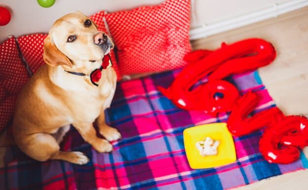 Unlock Your Pet’s Potential: The Benefits of Puzzle Toys