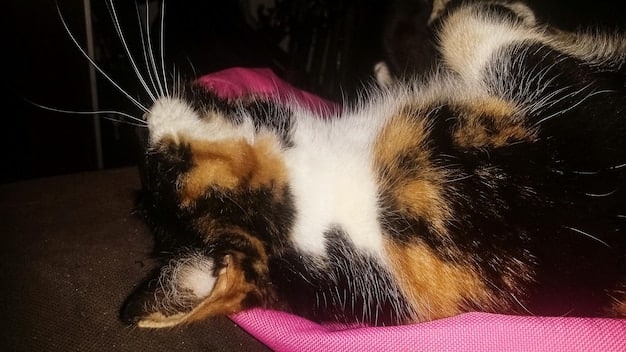 An obese tabby cat lying on its side, struggling to groom itself. The cat is looking at the camera with a slightly distressed expression.