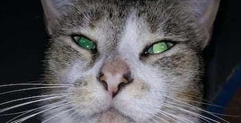 Decoding Cat Behavior: Understanding Feline Actions - Cover Image