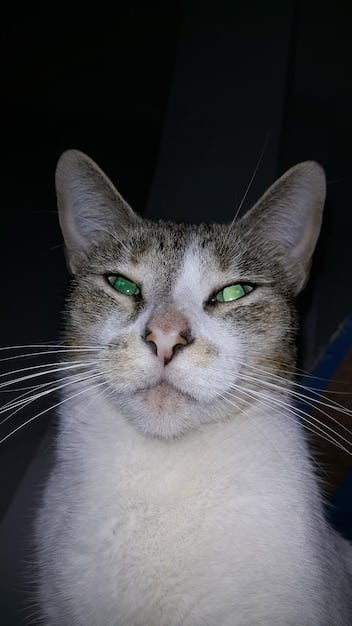 Decoding Cat Behavior: Understanding Feline Actions