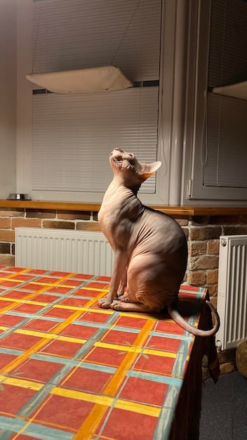 A cat sitting upright, with its tail wrapped neatly around its paws, looking relaxed and content. The background is a cozy living room setting.