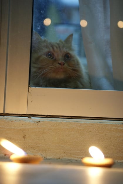 A ginger cat curled up in a sunbeam on a windowsill, purring contentedly. The cat's eyes are half-closed, and its expression is peaceful.