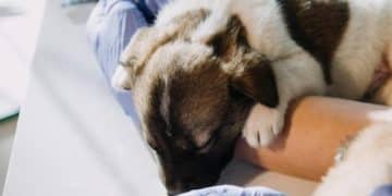 Pet Vaccinations: Latest Advances in Disease Prevention - Cover Image