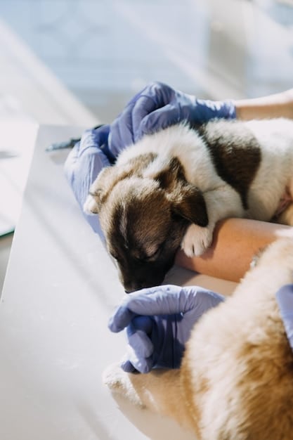 Pet Vaccinations: Latest Advances in Disease Prevention