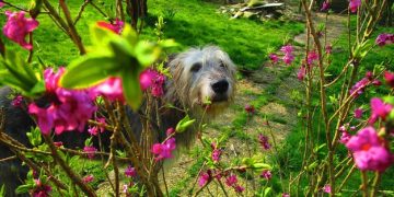 Pet-Friendly Garden: Safe Plants & Landscaping Ideas - Cover Image