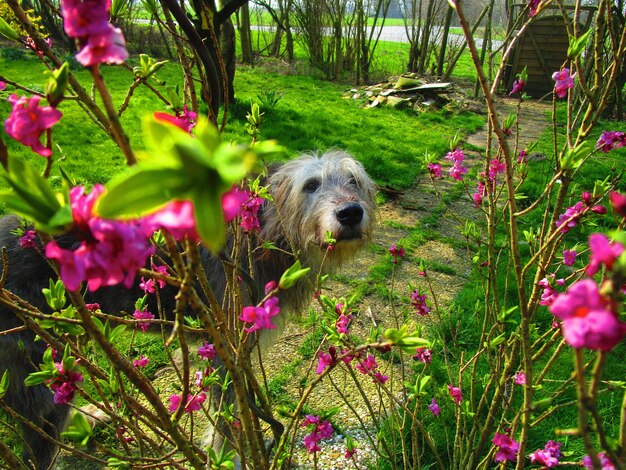 Pet-Friendly Garden: Safe Plants & Landscaping Ideas