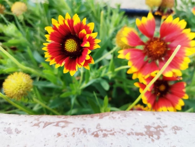 A close-up shot of a variety of non-toxic plants such as sunflowers, petunias, and zinnias, arranged in a colorful garden bed. The image highlights the vibrant colors and textures of the plants.