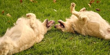 Stop Dog Barking in 7 Days: A 2025 Training Guide - Cover Image