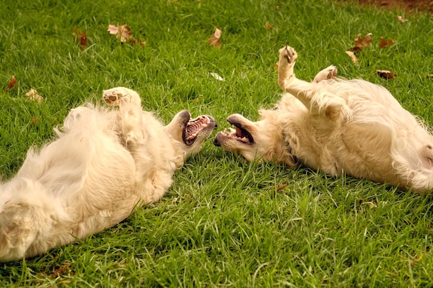 Stop Dog Barking in 7 Days: A 2025 Training Guide