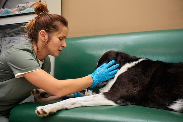 A veterinarian examining a dog on an examination table. The vet is palpating the dog's abdomen, and the owner is holding the dog gently.