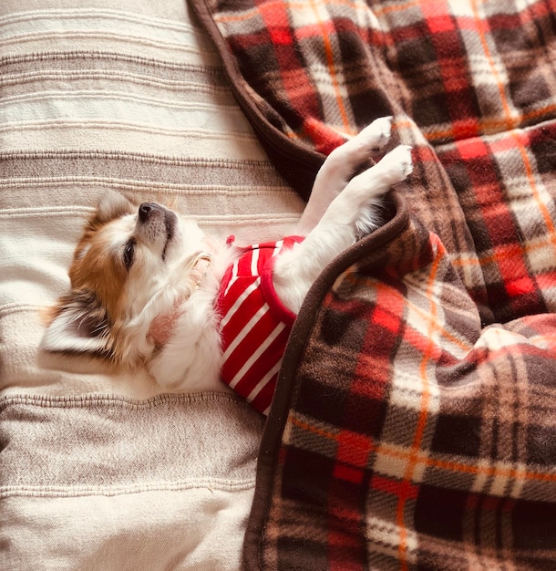 A dog lying comfortably in a cozy crate with a soft blanket and toys. The dog appears relaxed and content.